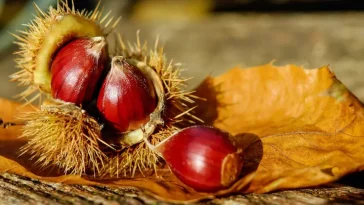 Crema de Hongos y Pato Confitado - Recetas Gourmet - Muy Noble