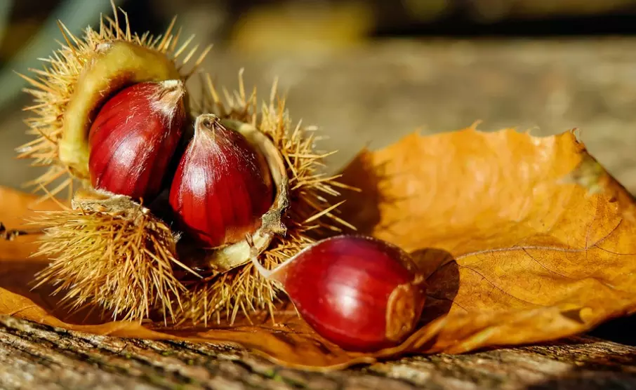 Crema de Hongos y Pato Confitado 14 Crema de Hongos y Pato Confitado - Recetas Gourmet - Muy Noble