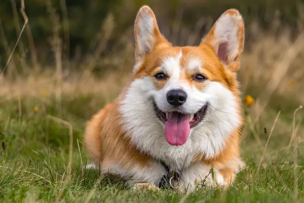 Perros de la realeza y nobleza Corgis - Muy Noble