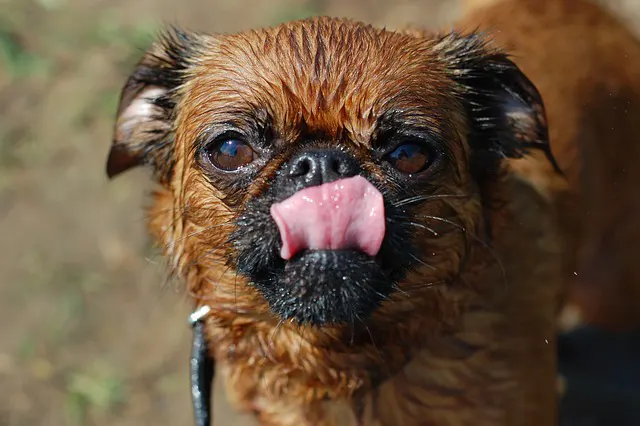 Perros de la Realeza 17 Perros de la realeza y nobleza Grifón de Bruselas - Muy Noble