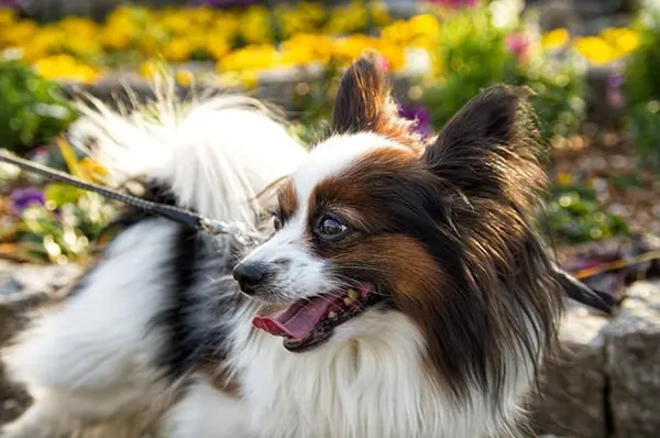 Perros de la Realeza 20 Perros de la realeza y nobleza Papillon - Muy Noble