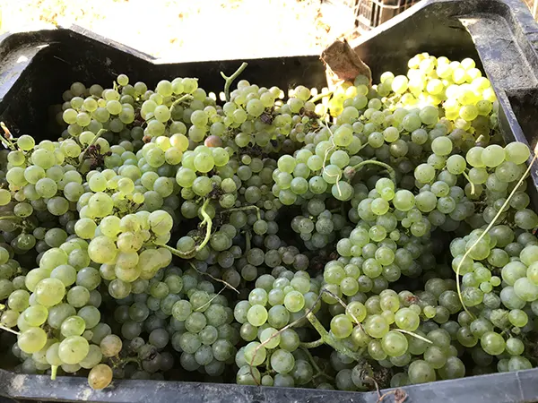 Vino Naranja Uva Hondarribi Zuri - Muy Noble