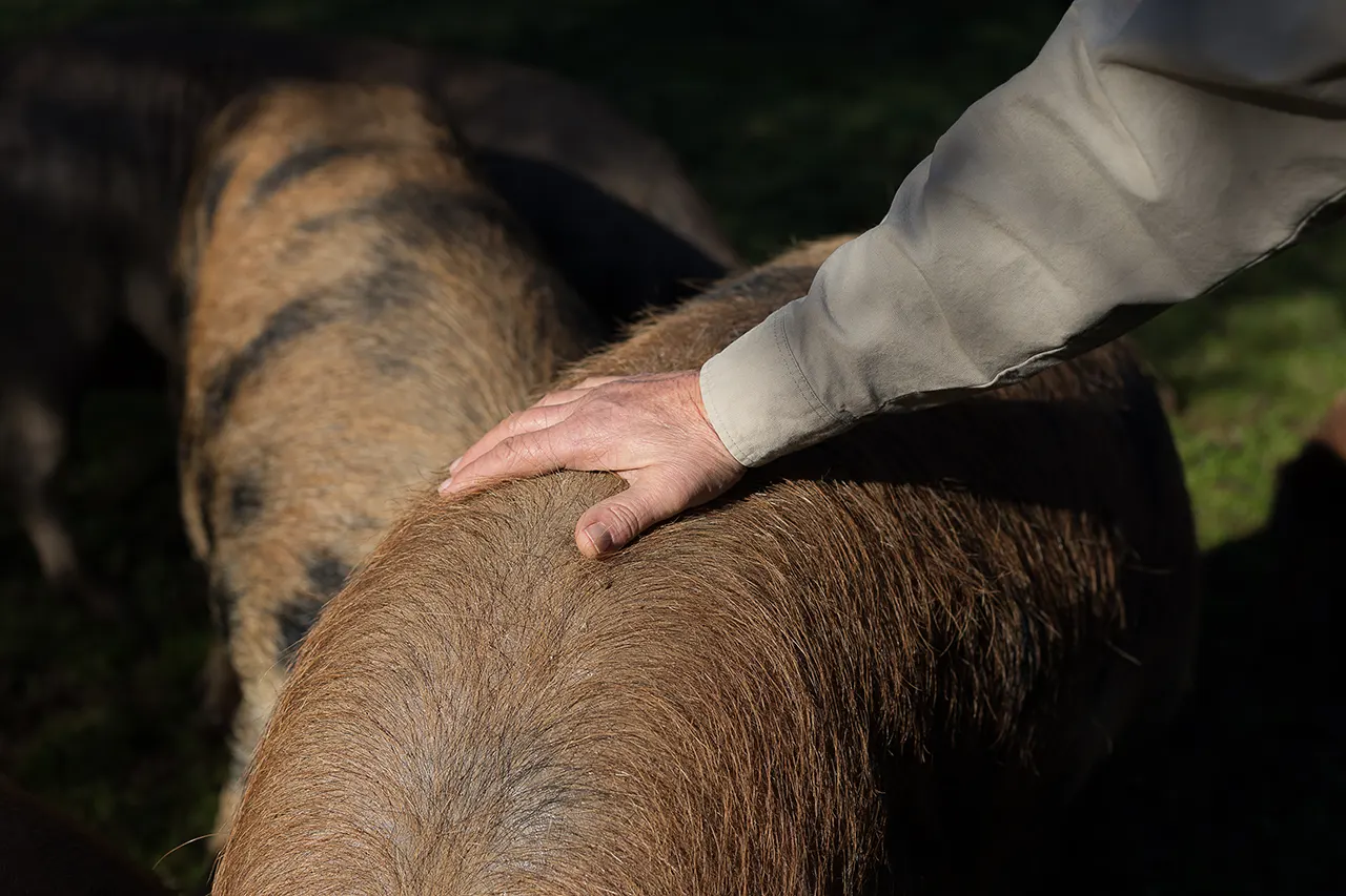 El Mejor y Más Caro Jamón del Mundo es Dehesa Maladúa 4 Dehesa de Maladúa Bienestar Animal - Muy Noble
