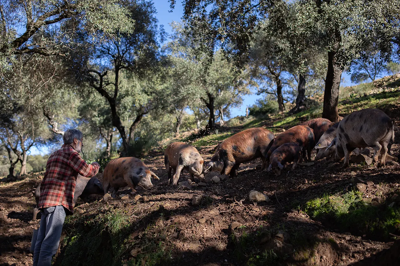 El Mejor y Más Caro Jamón del Mundo es Dehesa Maladúa 8 Dehesa de Maladúa Jamón Exclusivo - Muy Noble