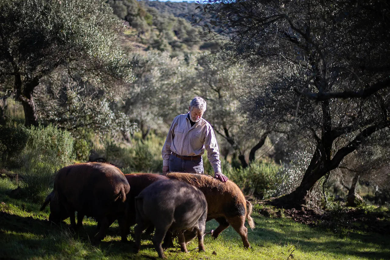 El Mejor y Más Caro Jamón del Mundo es Dehesa Maladúa 3 Dehesa de Maladúa Mejor Jamón del Mundo Eduardo Donato - Muy Noble