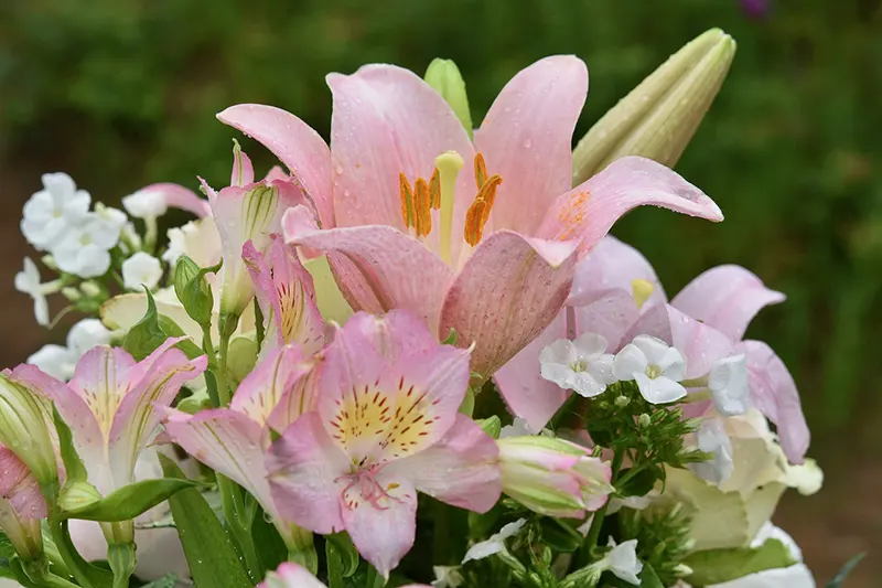 Flor de Lis Rosa